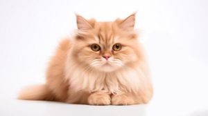 Persian Cats – The Ultimate Fluffy & Adorable Pets 12